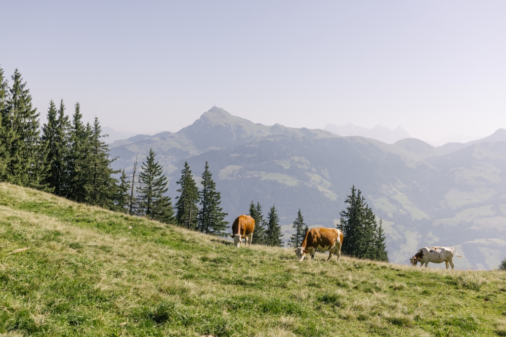 Kühe auf Bergwiese